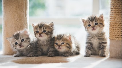FEMME ACTUELLE - Les 15 étapes du développement du chat