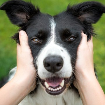 FEMME ACTUELLE - Invisible Challenge : Ce Défi Trop Mignon Pour Piéger Son Chien