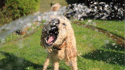 FEMME ACTUELLE - Canicule : les conseils et idées originales pour rafraîchir son chien