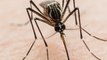 FEMME ACTUELLE - Moustiques, araignées, tiques : comment reconnaître les différentes piqûres d'insectes ?