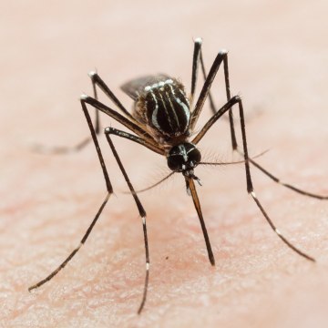 FEMME ACTUELLE - Moustiques, araignées, tiques : comment reconnaître les différentes piqûres d'insectes ?