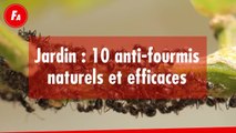 FEMME ACTUELLE - Jardin : 10 anti-fourmis naturels et efficaces