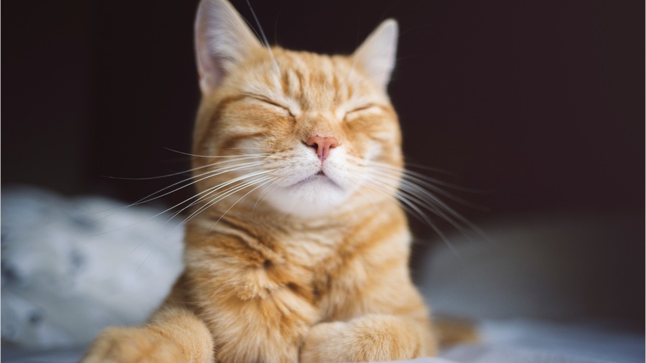 Chat 10 Signes Qui Prouvent Qu Il Est Heureux Femme Actuelle Le Mag