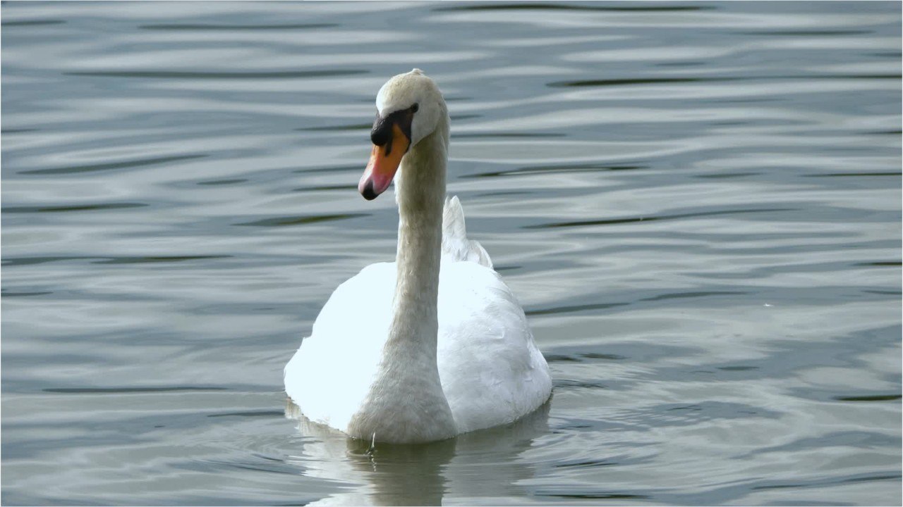 FEMME ACTUELLE - L'anatidaephobie, cette drôle de peur d'être observé par un canard