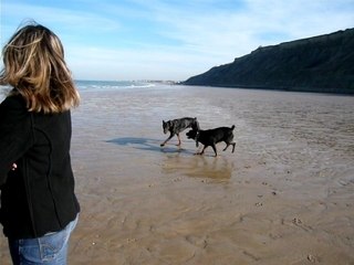 Rottweiler et doberman