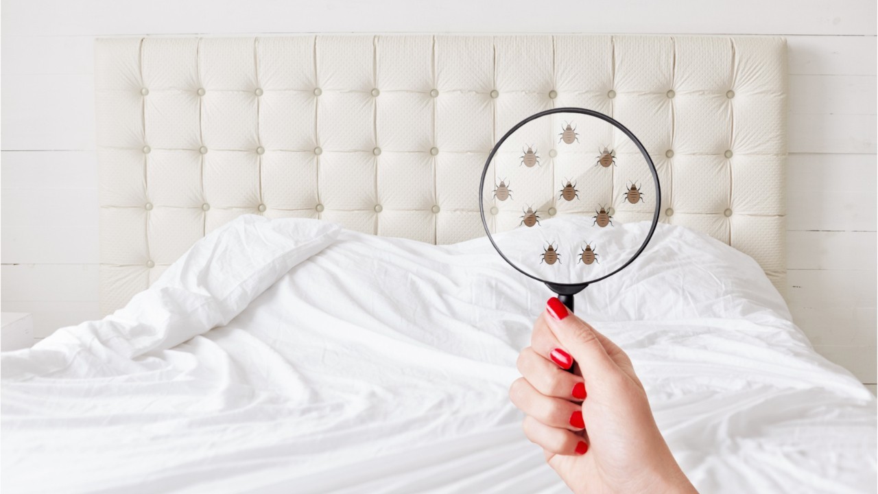 Comment Se Debarrasser Des Punaises De Lit Les Conseils De L Expert Pour Les Eradiquer Femme Actuelle Le Mag
