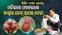 Special Story | MA Degree Holder Farmer's Success Story, Grows Kashmir Red Apple Ber In Odisha