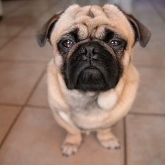 FEMME ACTUELLE - Amener son animal au bureau rend heureux