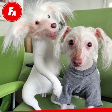 FEMME ACTUELLE : Une peluche à l'effigie de votre animal ?