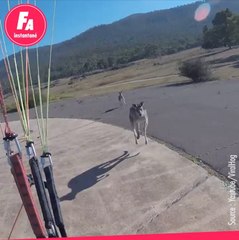 FEMME ACTUELLE - Un kangourou attaque un parapentiste sans aucune raison