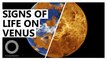 Signs of Life in the Hellish Clouds of Venus