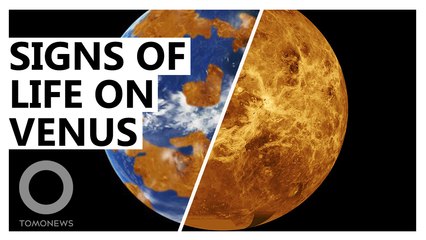 Signs of Life in the Hellish Clouds of Venus