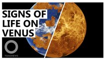 Signs of Life in the Hellish Clouds of Venus