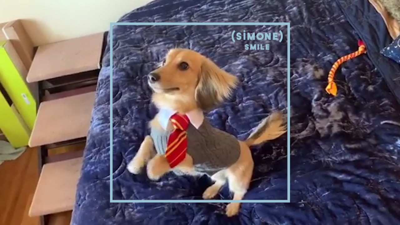 SIMONE : Un chien potterhead ?!