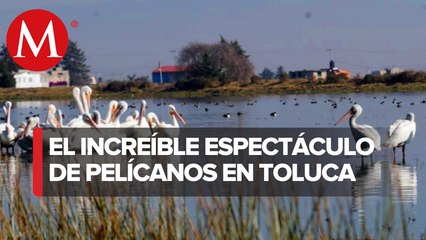 ¡Invitados de honor! Parvada de pelícanos visita Toluca por primera vez