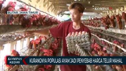 Berkurangnya Populasi Ayam Jadi Penyebab Mahalnya Harga Telur