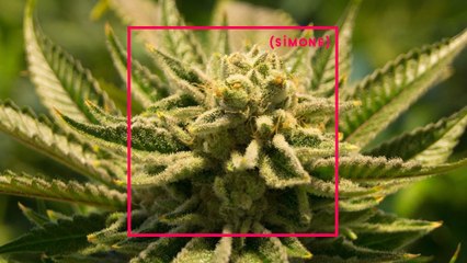 SIMONE: Le cannabis médical bientôt disponible en France?