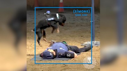 SIMONE: Un chien policier capable de faire un massage cardiaque