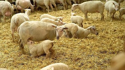 Tout savoir sur l'agneau