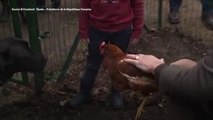 FEMME ACTUELLE - Emmanuel Macron adopte deux poules à l’Elysée, et Nemo n’en revient pas