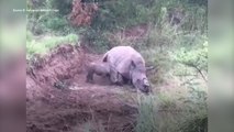 FEMME ACTUELLE - Un bébé rhinocéros tente de réveiller sa mère en vain...