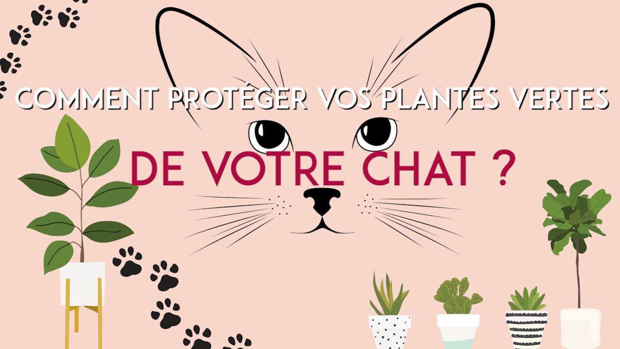 Comment Faire Pour Que Votre Chat Ne Ruine Pas Vos Plantes Vertes Femme Actuelle Le Mag