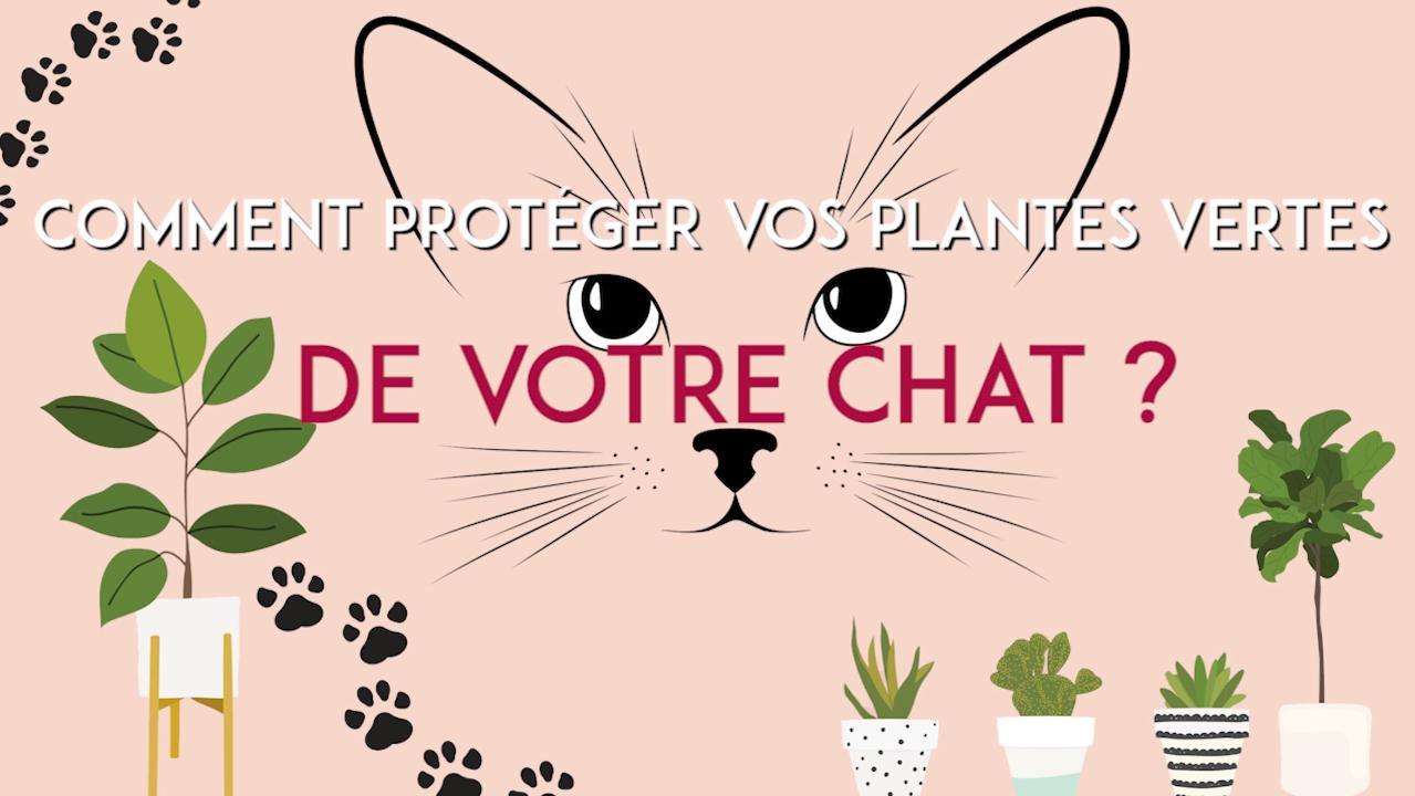 FEMME ACTUELLE - Comment protéger vos plantes vertes de votre chat ?