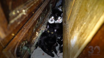 FEMME ACTUELLE - 30 chats enfermés dans 25 m2 : l’horrible découverte à Paris