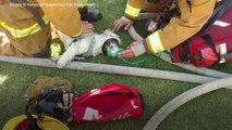 Un chien sauvé d'un incendie par des pompiers