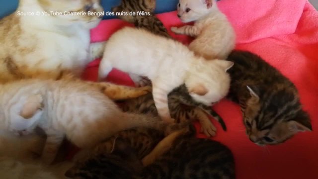 FEMME ACTUELLE - Une maman chat s’occupe de ses petits chatons du Bengal