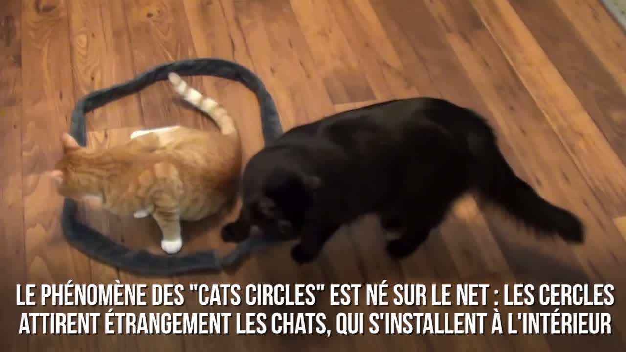 FEMME ACTUELLE - ​10 découvertes insolites sur les chats
