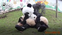 FEMME ACTUELLE - Un employé de zoo se déguise en panda  pour s'occuper des bébés