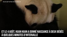 FEMME ACTUELLE - Découvrez les toutes premières images de Mini Yuan Z, l’unique bébé Panda français