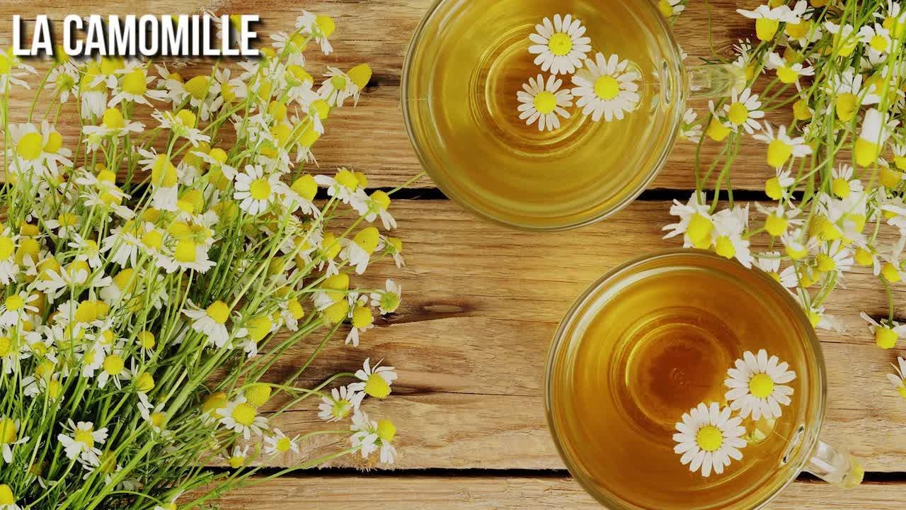 FEMME ACTUELLE - 10 plantes utiles pour la santé