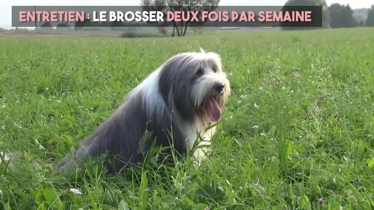 FEMME ACTUELLE - Le bearded collie : un chien peluche