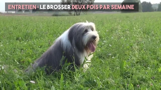 FEMME ACTUELLE - Le bearded collie : un chien peluche