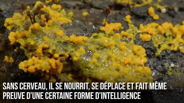 FEMME ACTUELLE - Qu’est-ce que le blob, cette étrange créature qui fascine la science ?