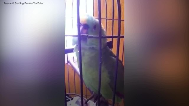 FEMME ACTUELLE - La réaction de ce perroquet quand ses maîtres rentrent avec un bébé est hilarante