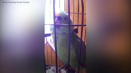 FEMME ACTUELLE - La réaction de ce perroquet quand ses maîtres rentrent avec un bébé est hilarante