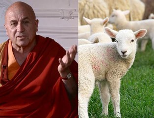 Matthieu Ricard s'engage pour la PETA