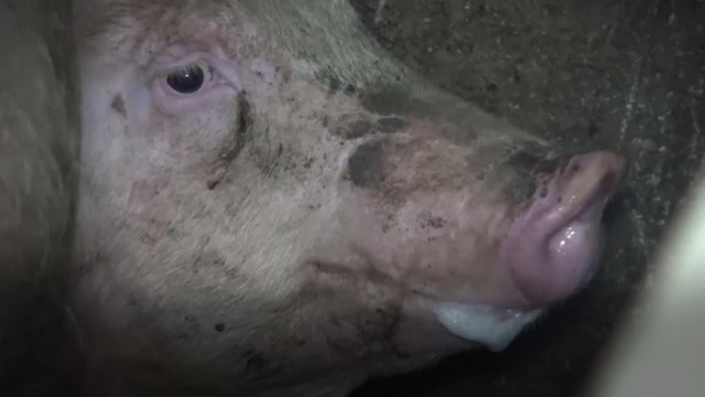 FEMME ACTUELLE - Une nouvelle vidéo choc épingle l'élevage porcin intensif