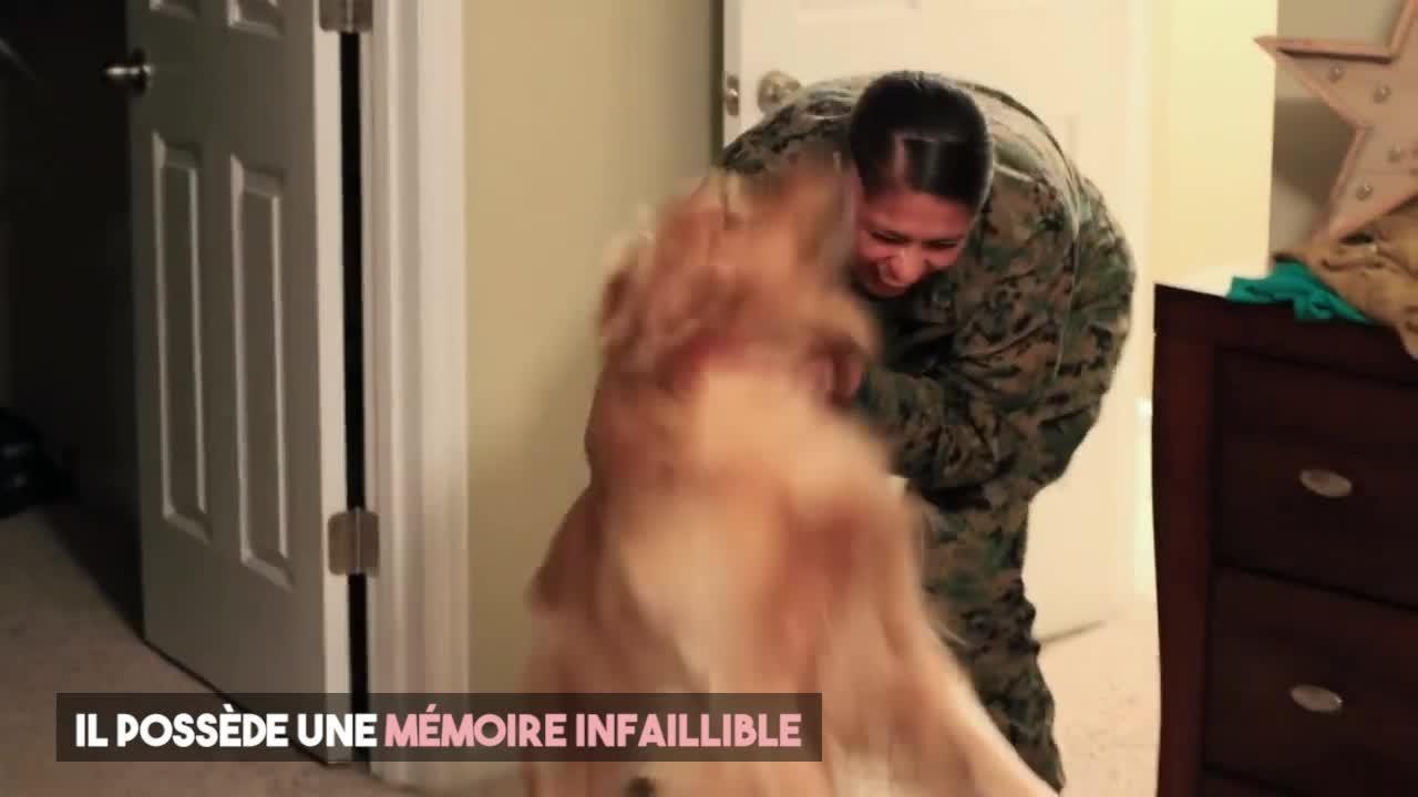 FEMME ACTUELLE - Le golden retriever, un chien gentleman farmer