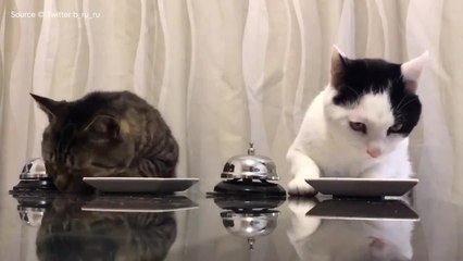 FEMME ACTUELLE - Quand deux chats activent des sonnettes pour manger leurs croquettes