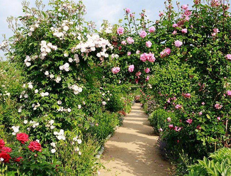 Comment tailler ses rosiers