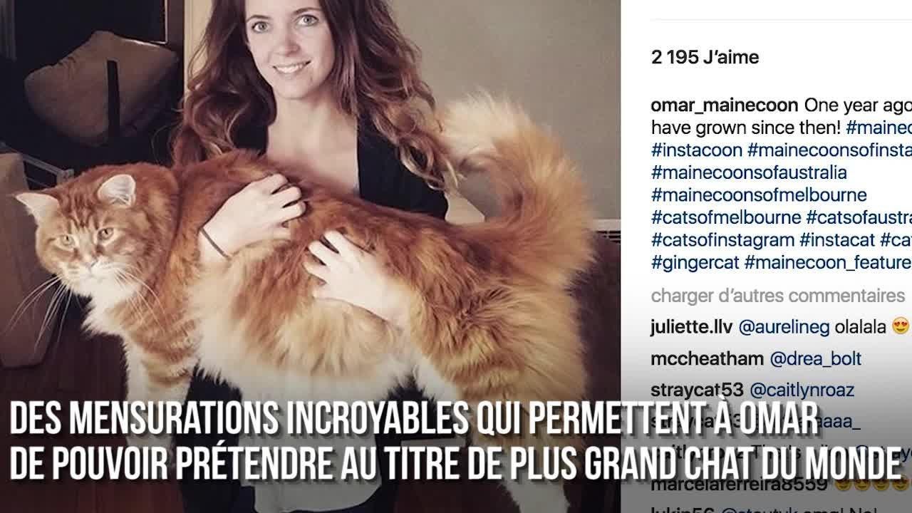 FEMME ACTUELLE - Voici Omar, prétendant au titre du plus long chat au monde