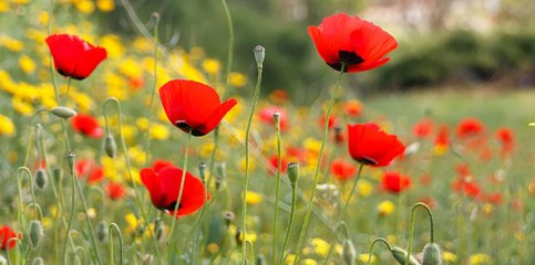 Comment semer une jachère fleurie