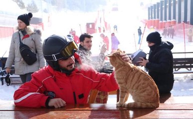 SOKAK KEDİSİ 'HAVUÇ', PALANDÖKEN'İN MASKOTU OLDU