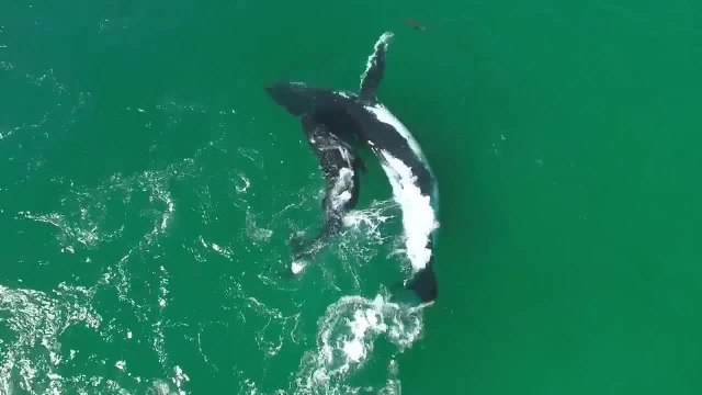 FEMME ACTUELLE - Une baleine et son bébé jouent avec un dauphin au large des côtes australiennes