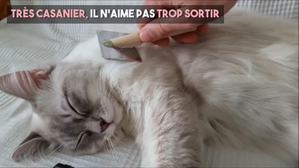FEMEM ACTUELLE - Le ragdoll, un chat très docile