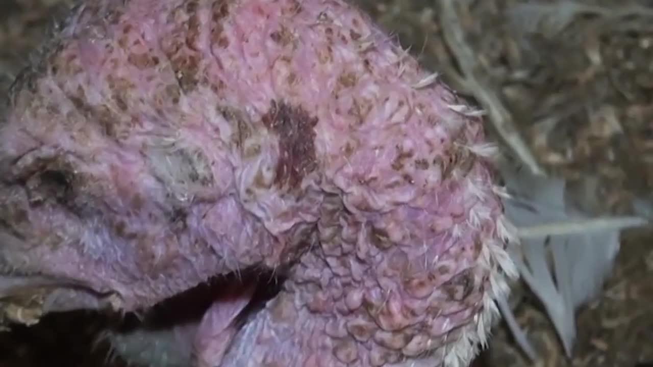 FEMME ACTUELLE - La dinde, de sa naissance à notre assiette : la campagne choc de la PETA